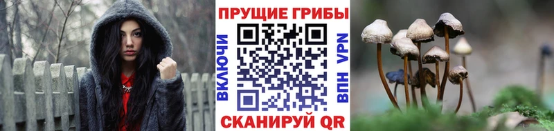 blacksprut как войти  Талица  Галлюциногенные грибы мухоморы 
